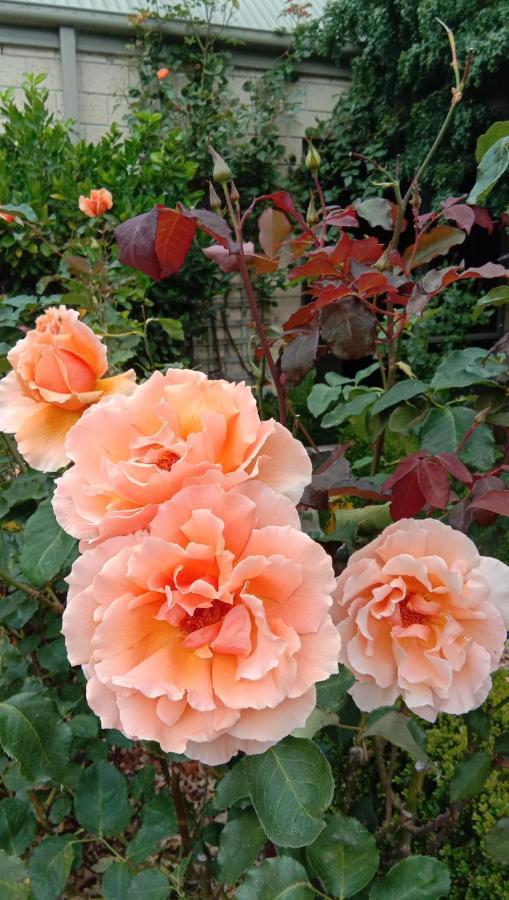 Rose & Stream Retreat Διαμέρισμα Waikuku Εξωτερικό φωτογραφία